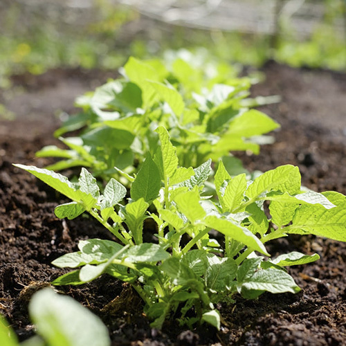 FarmItaly - green potato plant leaf of vegetable organic foo 2021 08 26 15 50 38 utc FarmItaly - green potato plant leaf of vegetable organic foo 2021 08 26 15 50 38 utc